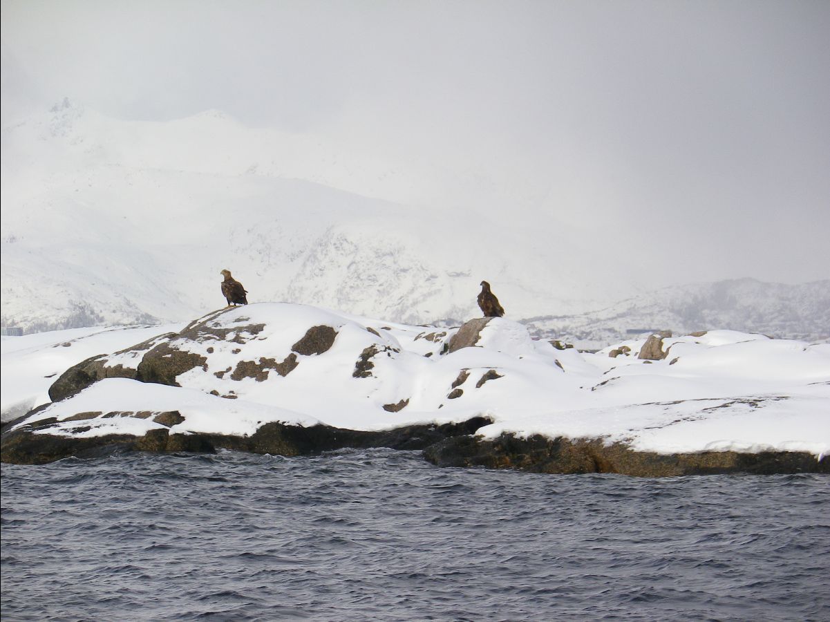 Sea Eagles Safari14